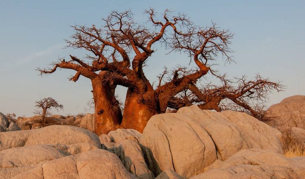 Botswana hors des sentiers battus : les destinations secrètes à explorer