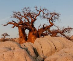 Botswana hors des sentiers battus : les destinations secrètes à explorer