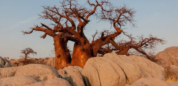 Botswana hors des sentiers battus : les destinations secrètes à explorer
