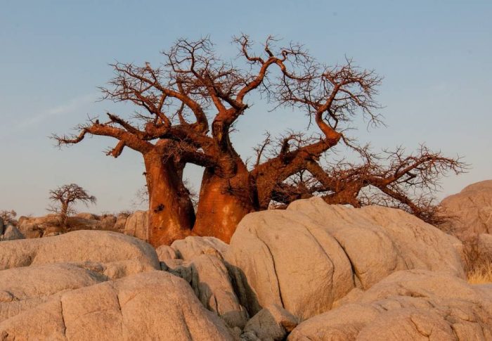 Botswana hors des sentiers battus : les destinations secrètes à explorer