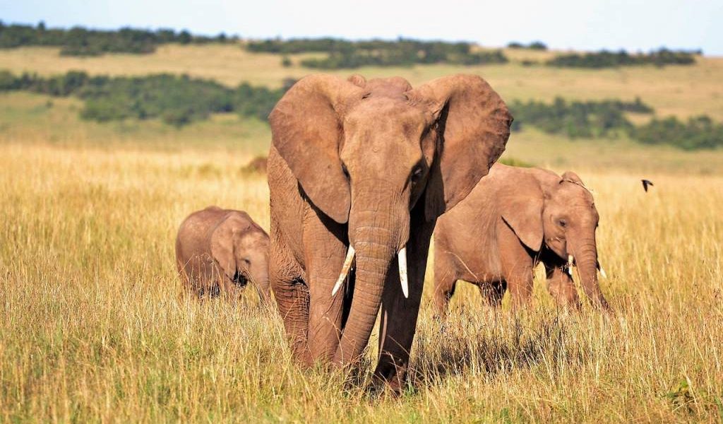 Safari au Kenya : quand partir pour une expérience optimale