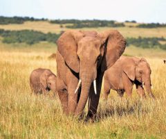 Safari au Kenya : quand partir pour une expérience optimale