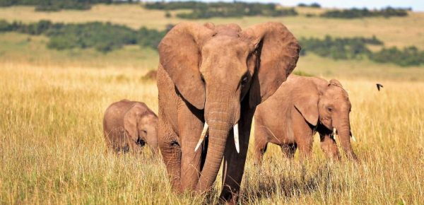 Safari au Kenya : quand partir pour une expérience optimale