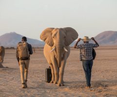 Agence de voyage namibie : comparer les prix en ligne vs accompagnement personnalisé