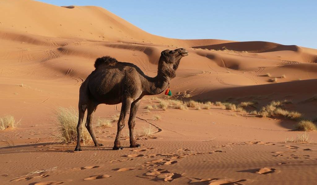 Voyage au maroc en famille : budget, hébergements et astuces pour partir sereinement