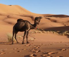 Voyage au maroc en famille : budget, hébergements et astuces pour partir sereinement