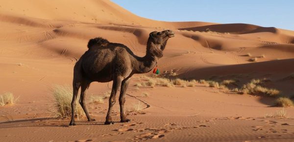 Voyage au maroc en famille : budget, hébergements et astuces pour partir sereinement