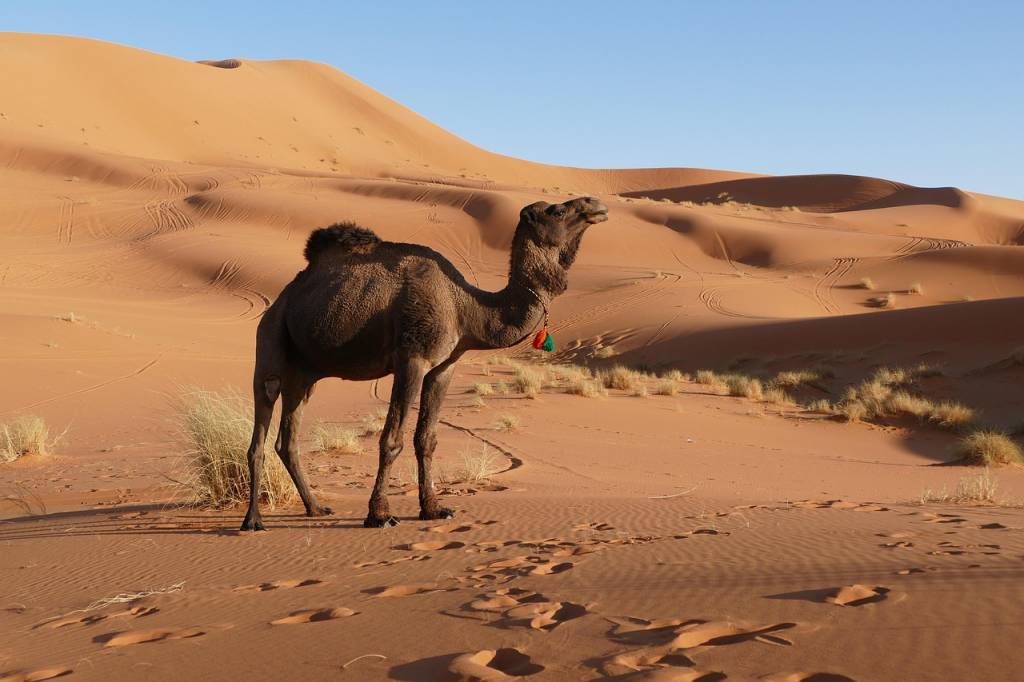 Voyage au maroc en famille : budget, hébergements et astuces pour partir sereinement