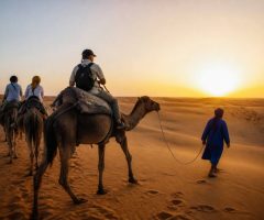 Balade chameau dans le désert : guide des plus belles expériences à vivre