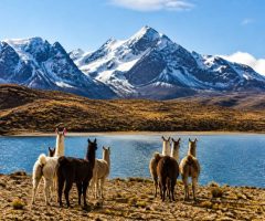 Bolivie voyage organisé : guide complet pour découvrir les incontournables du pays