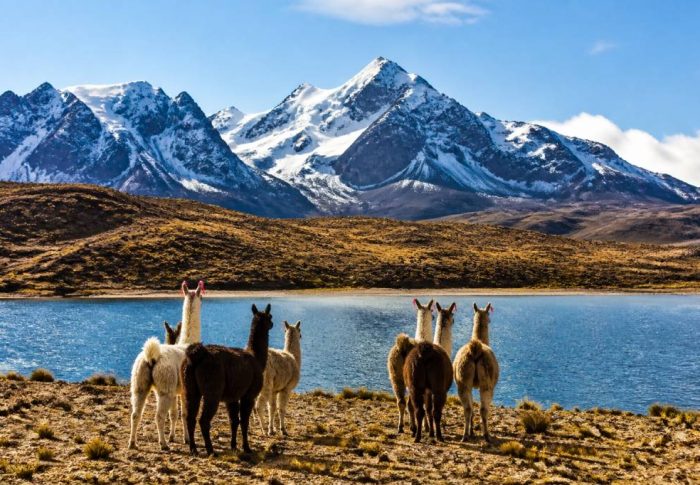 Bolivie voyage organisé : guide complet pour découvrir les incontournables du pays