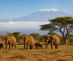Avis voyage Kenya : guide complet pour préparer un séjour réussi