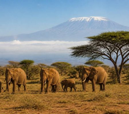 Avis voyage Kenya : guide complet pour préparer un séjour réussi