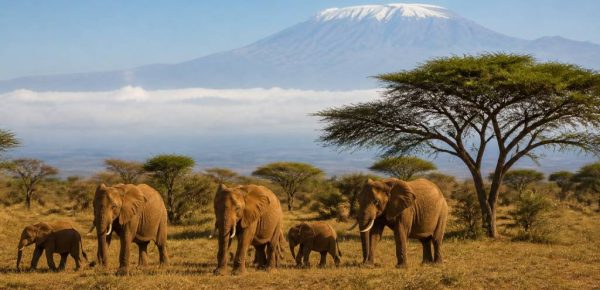 Avis voyage Kenya : guide complet pour préparer un séjour réussi