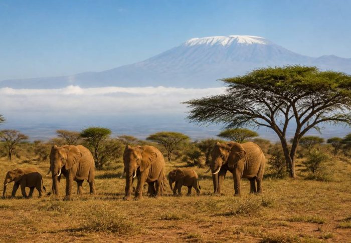 Avis voyage Kenya : guide complet pour préparer un séjour réussi