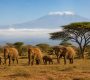 Avis voyage Kenya : guide complet pour préparer un séjour réussi
