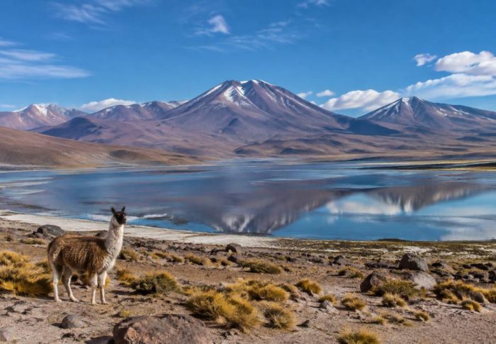 Altiplano Chili : guide complet des paysages, villages et activités incontournables