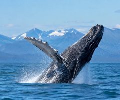 Baleine Canada : où les observer et vivre une expérience inoubliable