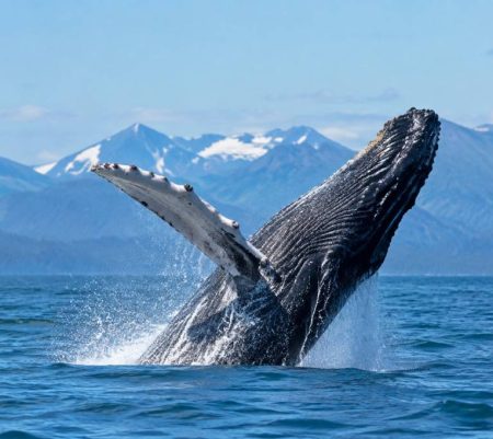 Baleine Canada : où les observer et vivre une expérience inoubliable