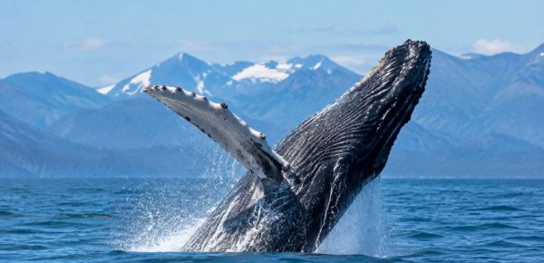Baleine Canada : où les observer et vivre une expérience inoubliable