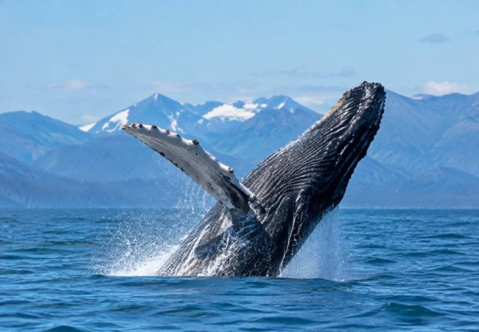 Baleine Canada : où les observer et vivre une expérience inoubliable
