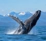 Baleine Canada : où les observer et vivre une expérience inoubliable