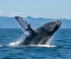 Baleines au Canada : où les observer et quand partir