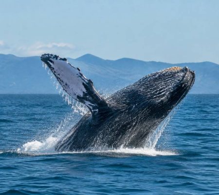 Baleines au Canada : où les observer et quand partir