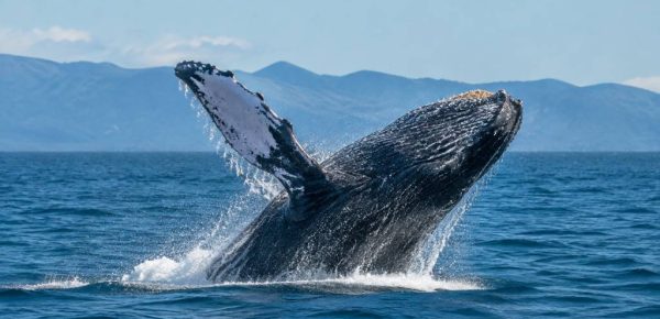 Baleines au Canada : où les observer et quand partir
