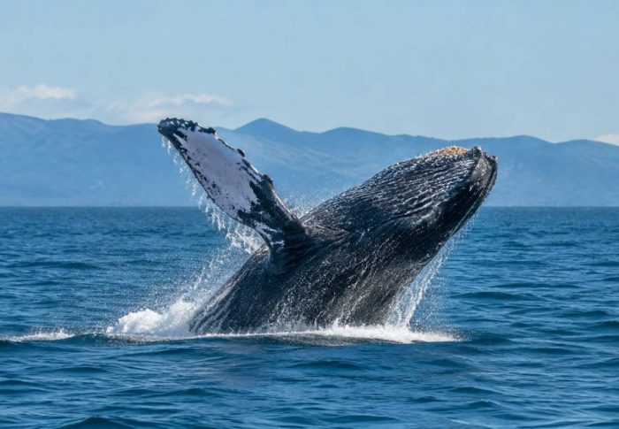 Baleines au Canada : où les observer et quand partir