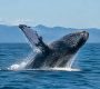Baleines au Canada : où les observer et quand partir