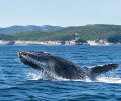 Baleine à Tadoussac : quelle est la meilleure saison pour les observer ?