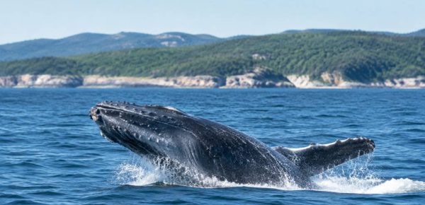 Baleine à Tadoussac : quelle est la meilleure saison pour les observer ?