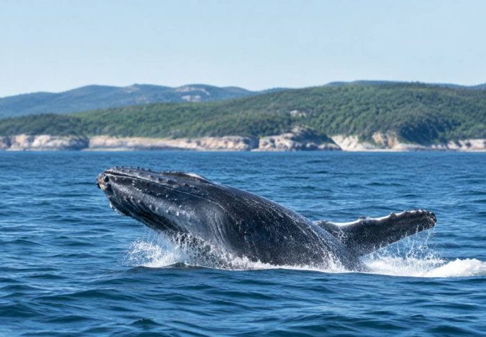 Baleine à Tadoussac : quelle est la meilleure saison pour les observer ?
