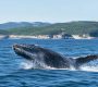 Baleine à Tadoussac : quelle est la meilleure saison pour les observer ?